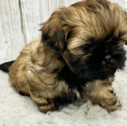 krsn frazier tata shih tzu na prodej