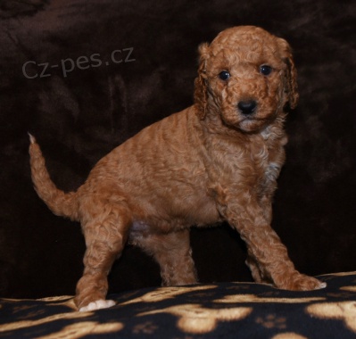 Krsn ttka Goldendoodle k adopci