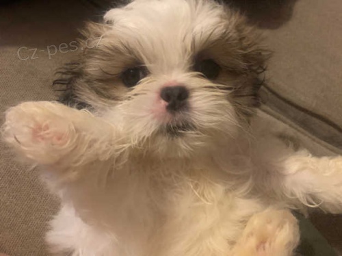 vynikajc tata shih tzu