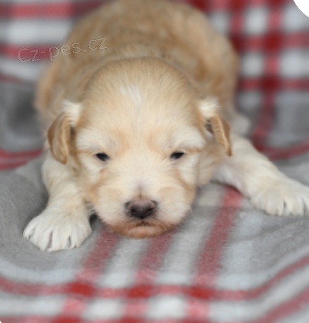 krsn ttka billy maltipoo k adopci