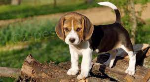 Krsn beagle puppy