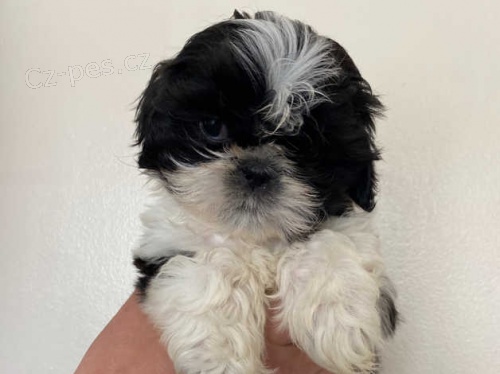 1 chlapec, 1 fena 11 tdn star tata Shih Tzu pipraven k odchodu.