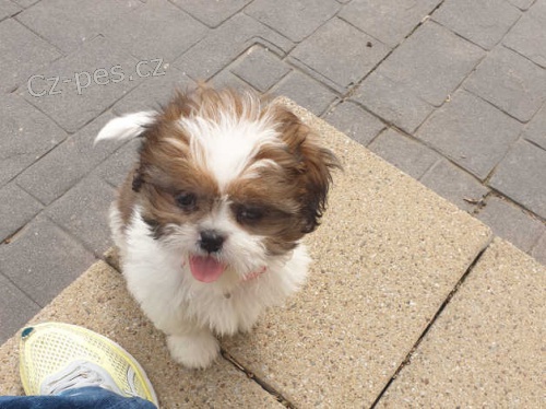 vynikajc tata shih tzu