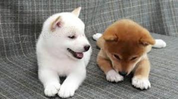 Zdrav tata shiba inu