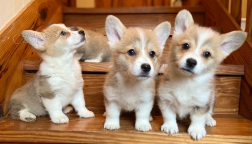 Ndhern tata Welsh Pembroke Corgi