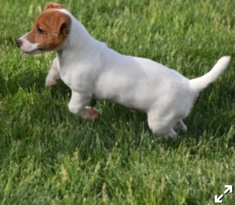 krsn tata jack russel terira k adopci