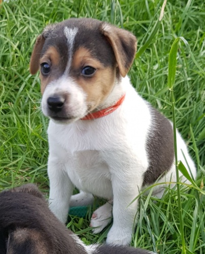 INCREIBLES JACK RUSSELL