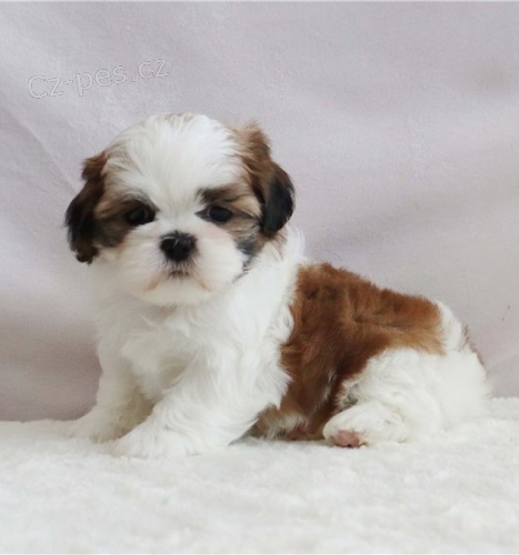 Vzcn tata Shih Tzu pro krsn domov.