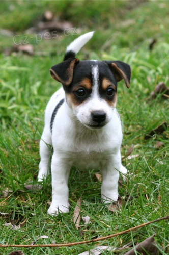 magnificien jack russells