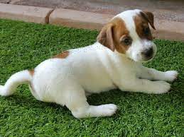 Jack Russell