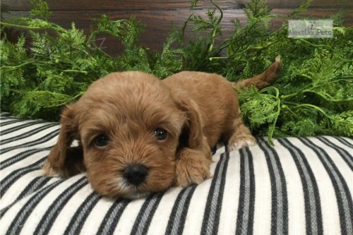 Krsn tata cavapoo