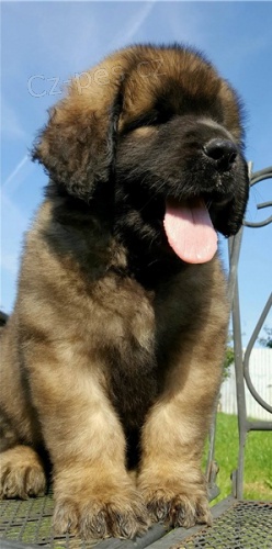 Krsn tata leonberger retrvra