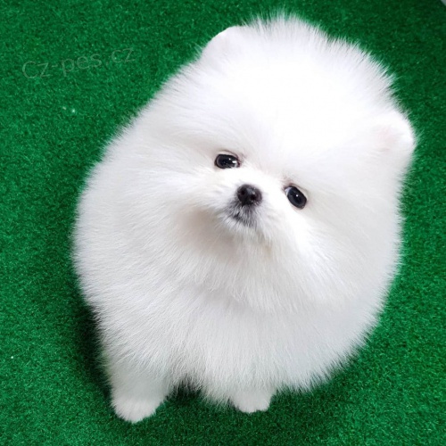 Volpino Pomeranian