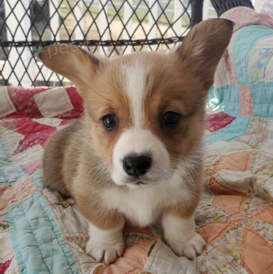 Krsn tata Welsh corgi na prodej