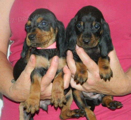 black  and Tan Coonhound 