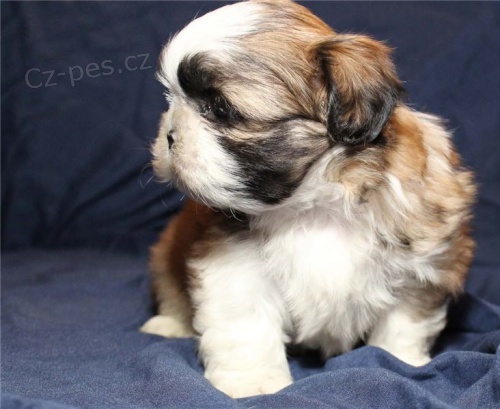 tata shih tzu