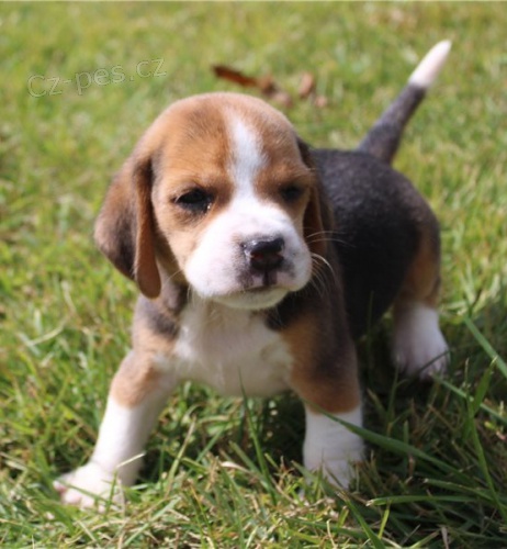 tata beagle jsou k dispozici,