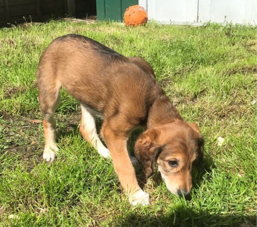 Rozkon ttka Saluki k adopci