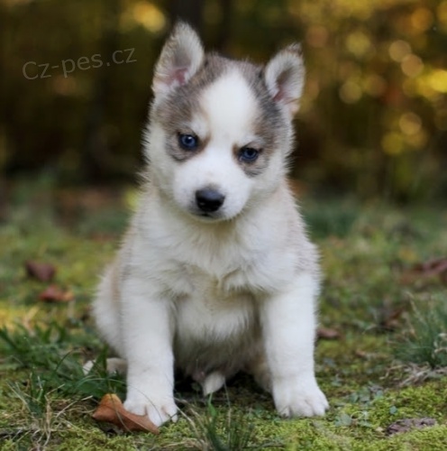 Krsn ttka Pomskies na prodej (kenec sibiskch a pomeranskch)