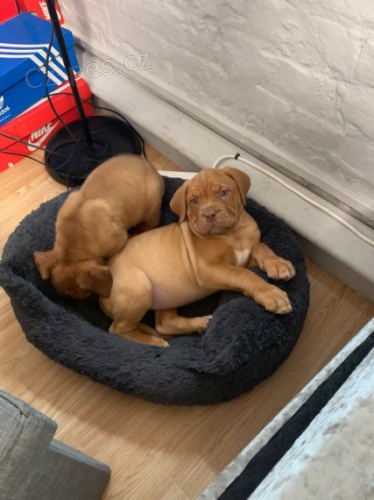 tata dogue de bordeaux na prodej