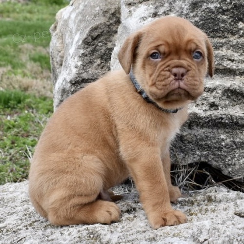 tata dogue de bordeaux na prodej