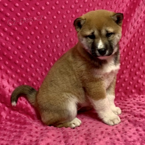 Rozkon tata shiba inu na prodej