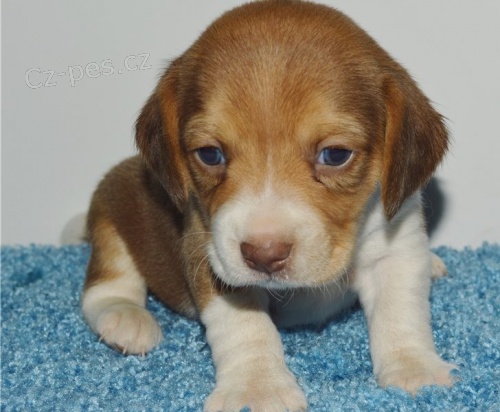 beagle tata jsou k dispozici,  