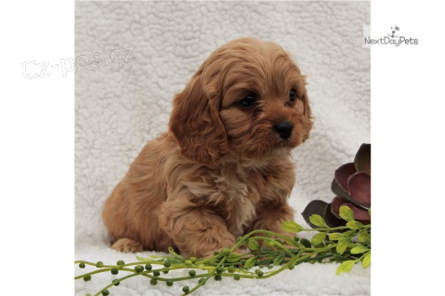 cavapoo tata jsou k dispozici