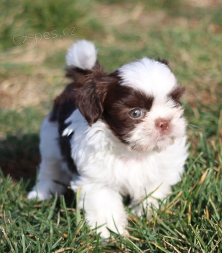 prodej krsnch hygienicky a sociln vykolench ps a fen SHIH TZU