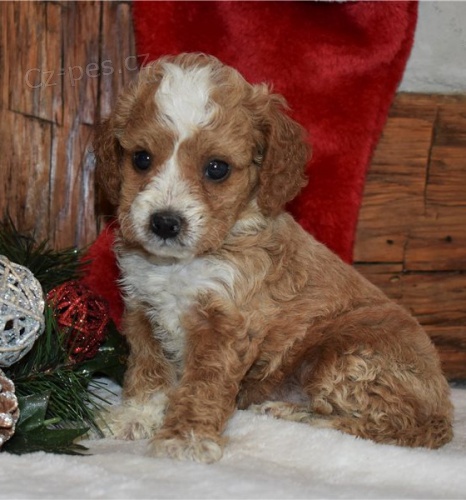 krsn cavapoo k adopci