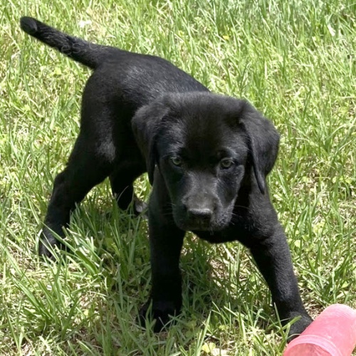 tata ernho labradorskho retrvra na prodej.