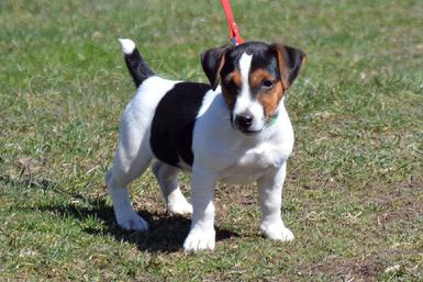 tata Jack Russell bez PP