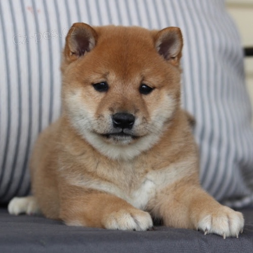 oderven a okovan tata SHIBA INU