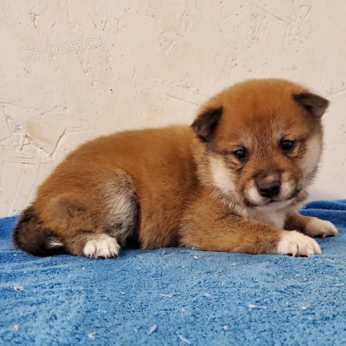 SHIBA INU bez PP