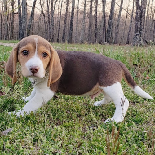 tata beagle jsou k dispozici k prodeji.