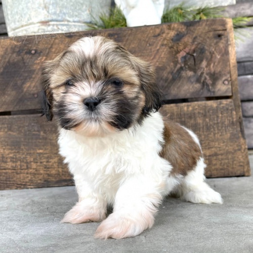 tata SHIH TZU na prodej