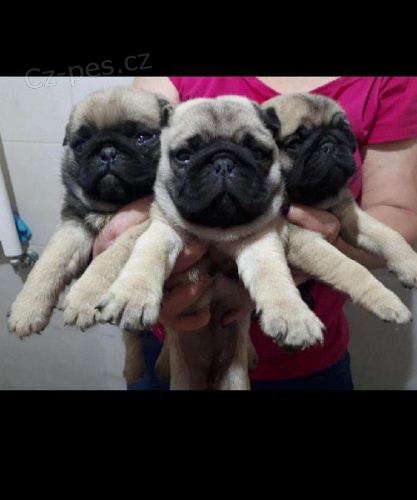 Mops mops) ..