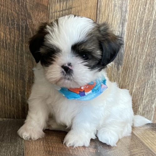 Shih tzu na prodej