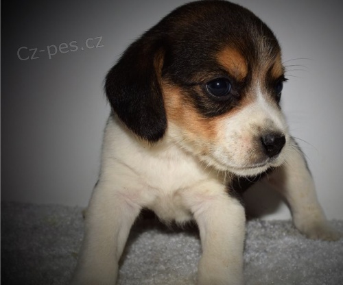 Beagle