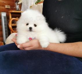 pomeranian stenata