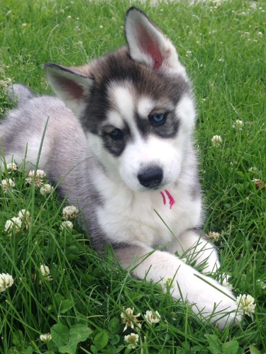 roztomil sibisk husky. .