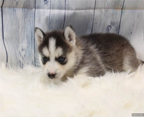 sibisk husky k adopci Ndhern tata