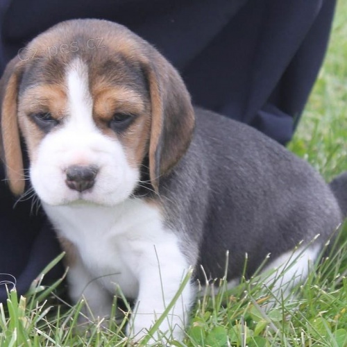 K dispozici jsou krsn a rozkon okovan, oderven a hygienicky vycvien tata beagle, kter jsou nyn pipravena k prodeji.