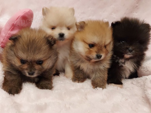 Mini pomeranian Spic PP FCI