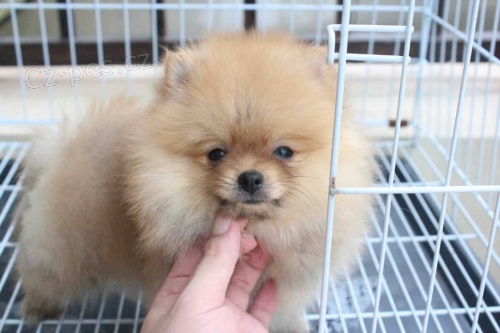  Mini pomeranian Spic PP FCI