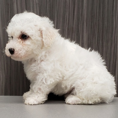 bichon frize tata jsou pipravena k adopci a novm rodinm.