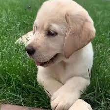 labradorsky retriever