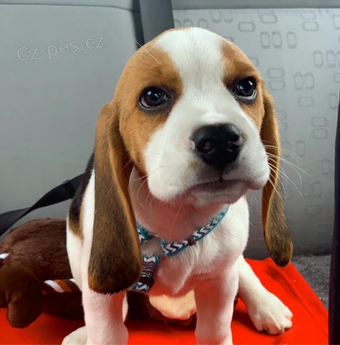 Roztomil tata beagle 