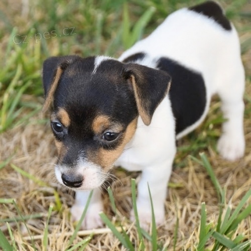 Jack Russell terir tata na prodej