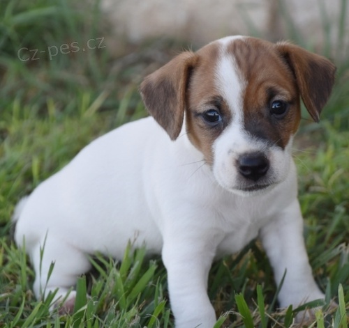 Jack Russell terir tata na prodej bez PP